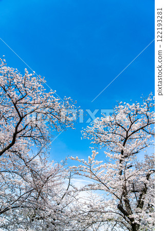 [Tokyo] Cherry blossoms in full bloom at Shinobazu Pond in Ueno Park 122193281