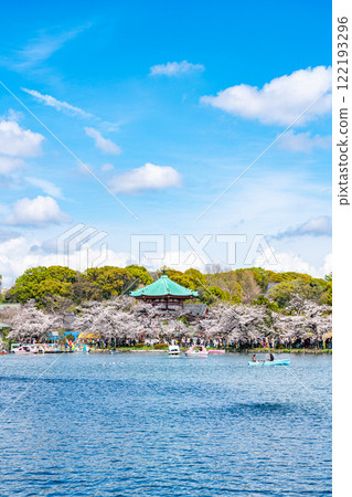 [Tokyo] Cherry blossoms in full bloom at Shinobazu Pond in Ueno Park 122193296