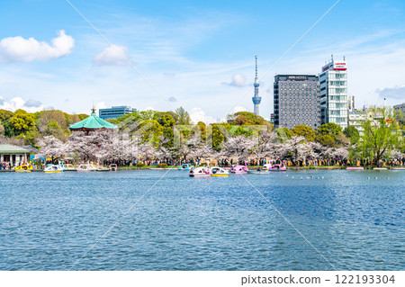 [Tokyo] Cherry blossoms in full bloom at Shinobazu Pond in Ueno Park and Tokyo Skytree 122193304