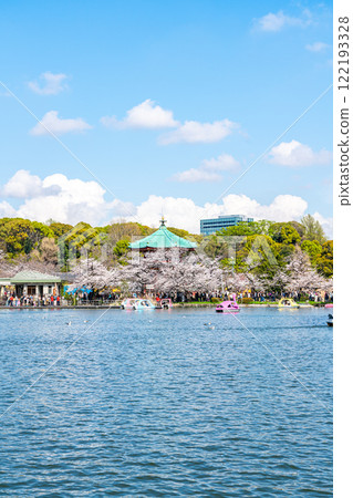 [Tokyo] Cherry blossoms in full bloom at Shinobazu Pond in Ueno Park 122193328