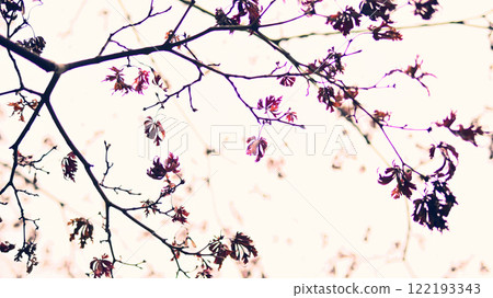 Tree branches winter landscape 122193343