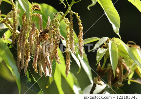 天然植物沖繩Urazirogas，雄花的花序。花處於花蕾狀態，長達30厘米，下垂。 122193345