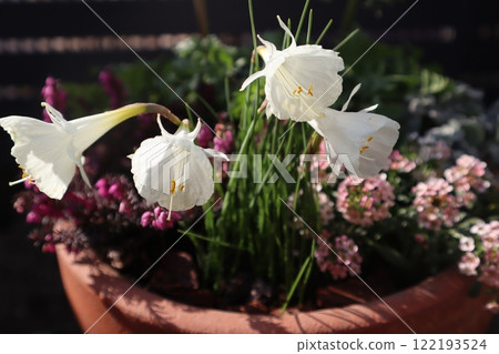 白色本土水仙花花 白色本土水仙花花 122193524