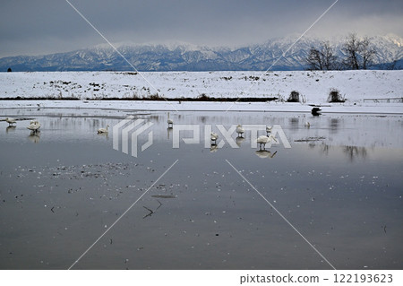 雪景和天鵝,立山連峰和天鵝 雪景和天鵝,立山連峰和天鵝 122193623