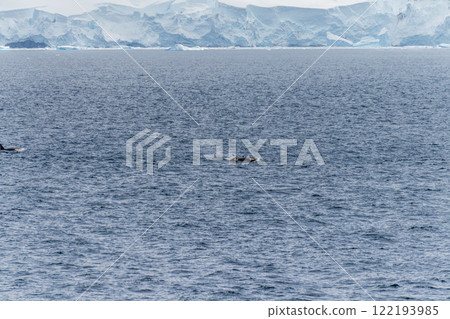Killer whales in the Antarctic 122193985