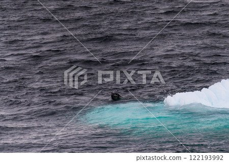 Leopard seal and an Iceberg Leopard seal and an Iceberg 122193992