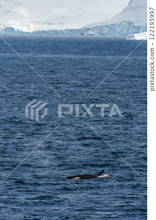 Killer whales in the Antarctic 122193997
