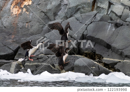 Antarctic Shags near Fish Islands Antarctic Shags near Fish Islands 122193998