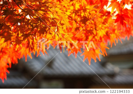 奈良的秋葉充滿活力 122194333