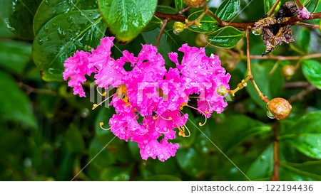 pink flowers in the garden pink flowers in the garden 122194436