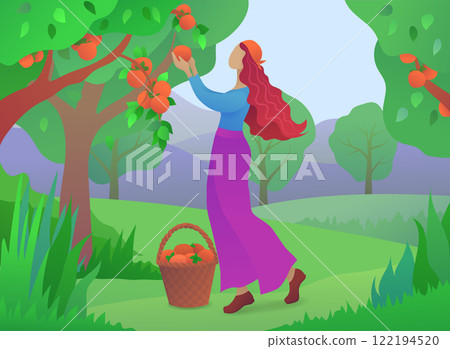 Girl farmer picking ripe persimmons Girl farmer picking ripe persimmons 122194520