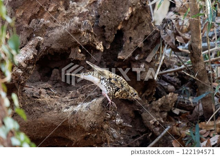 Scaly thrush perching on a tree 122194571