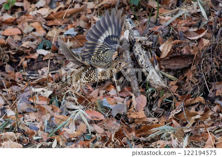 A brown thrush taking off from the feeding area 122194575