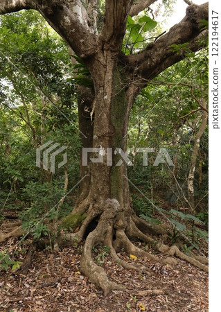 Nature Plants: Okinawan Quercus okinawaensis, thick and uneven buttress roots. It seems that buttress roots develop when the tree becomes large. 122194617