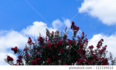 red flowers on tree in spring red flowers on tree in spring 122194618