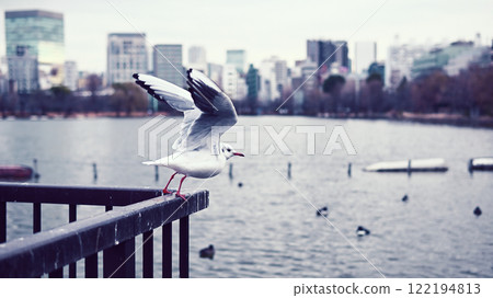 Black-headed gulls taking off from the fence of Shinobazu Pond 122194813