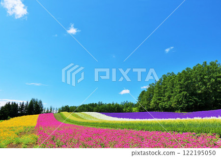 Hokkaido, Furano in summer, flower fields under blue sky 122195050