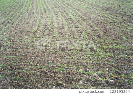 耕地 122195234