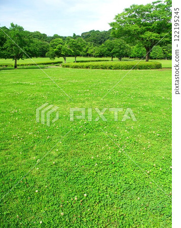 初夏21世紀森林和廣場景觀，有白三葉草盛開的草地和森林 122195245