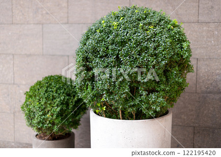Minimalist concrete planters with trimmed green bushes placed against a modern tiled wall. Minimalist outdoor decor and the beauty of natural and industrial design blending together. 122195420