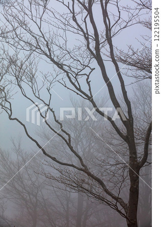 Misty morning wraps bare trees in a soft embrace of fog and stillness 122195504