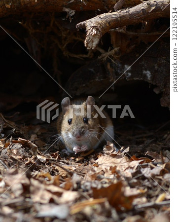 Ezo mice 122195514