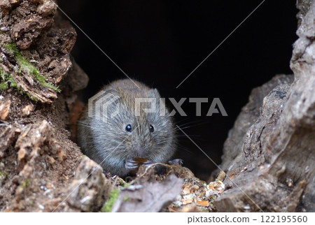 Ezod Whale 122195560