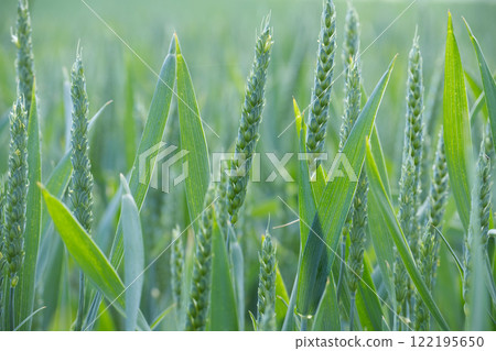 Close-Up of Green Wheat in a Sunlit Field 122195650
