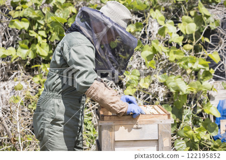 Beekeeping image: Senior man harvesting honey Beekeeping image: Senior man harvesting honey 122195852