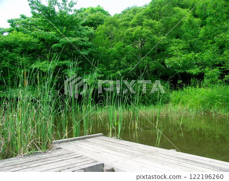 Waterside scenery in early summer with typha gracilis growing 122196260