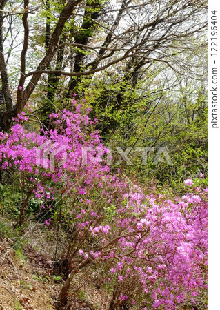 Budding trees and Mitsuba azalea [Tsukui, Sagamihara City, April] 122196404