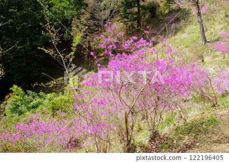 Mitsuba azalea blooming on a mountain slope [Tsukui, Sagamihara City, April] 122196405