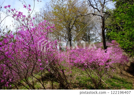 Mitsuba azalea blooming in the mountains [Tsukui, Sagamihara City, April] 122196407