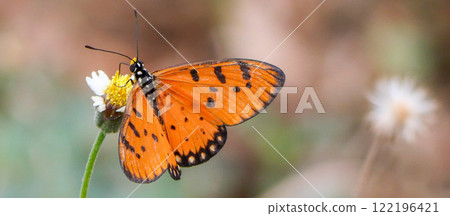 Butterfly on a flower 122196421