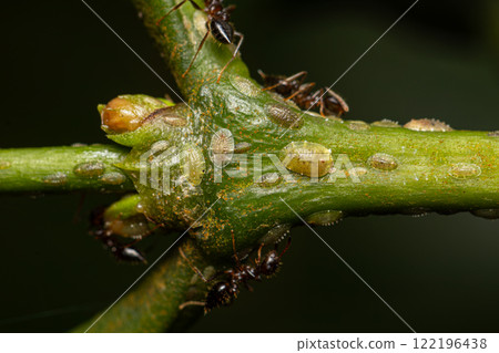 Coccus rividis (coffee green scale) Coccus rividis (coffee green scale) 122196438