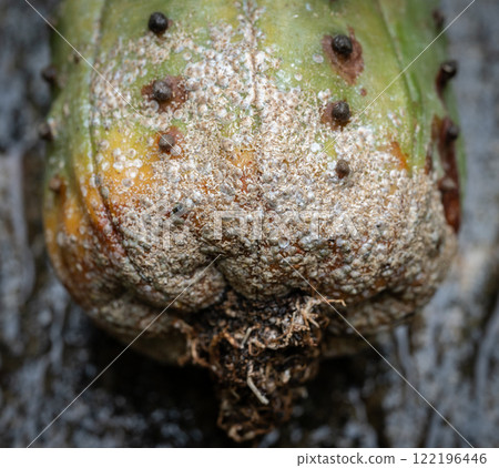 Close up of Astrophytum cactus having scale insect attached and sucking sap from this plant. It's easy to spread them to other houseplants, so check your plants carefully and kill it. 122196446