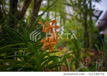 Stunning orchids in full bloom take center stage at the Kuala Lumpur Botanical Garden, showcasing vibrant colors, intricate details, and natural elegance in a lush tropical setting. Stunning orchids in full bloom take center stage at the Kuala Lumpur Botanical Garden, showcasing vibrant colors, intricate details, and natural elegance in a lush tropical setting. 122196738