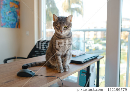 Cat sitting on a work desk at home, surrounded by work essentials, in a calm and cozy atmosphere. Perfect indoor scene showing the harmony of work and relaxation. 122196779