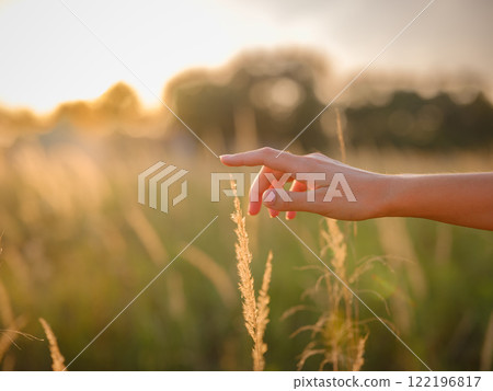woman's hand touching wheat ears, close-up of fingers holding grain, delicate hand in field of wheat, golden hour macro shot of wheat, sunlight on woman's hand 122196817