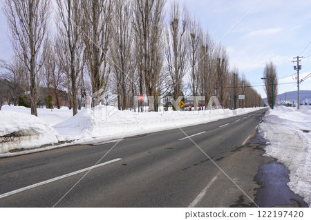 白楊樹叢/岩見澤市（冬季） 122197420