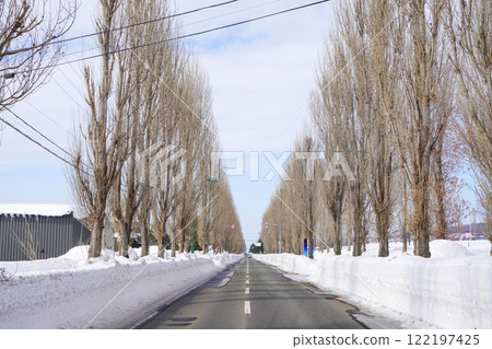 Poplar Tree Line, Iwamizawa City (Winter) Poplar Tree Line, Iwamizawa City (Winter) 122197425