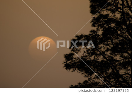 Canary Island pine at sunset. Canary Island pine at sunset. 122197555