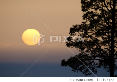 Canary Island pine at sunset. Canary Island pine at sunset. 122197578