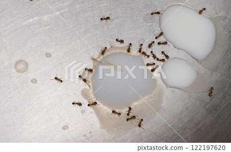 Ants feeding on drops of spilled milk. Ants feeding on drops of spilled milk. 122197620