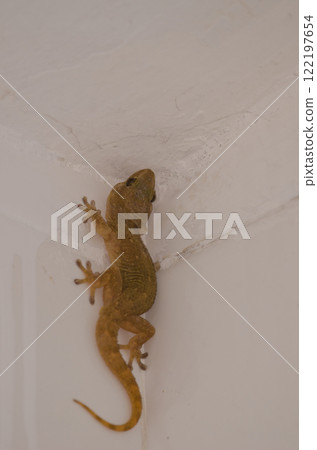 Boettger's wall gecko. 122197654