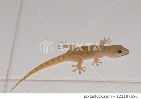 Boettger's wall gecko. Boettger's wall gecko. 122197656