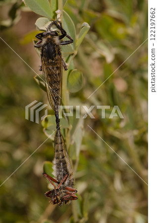 Robber flies copulating. Robber flies copulating. 122197662