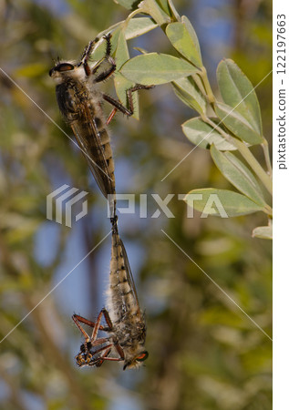 Robber flies copulating. 122197663
