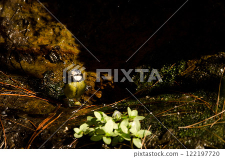 African blue tit at a water source. African blue tit at a water source. 122197720