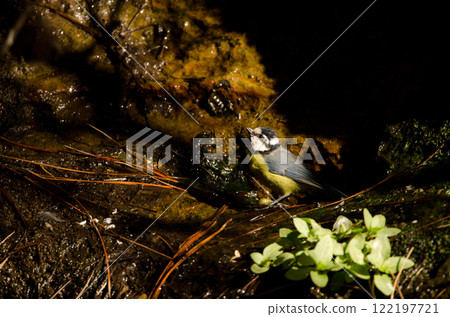 African blue tit at a water source. African blue tit at a water source. 122197721